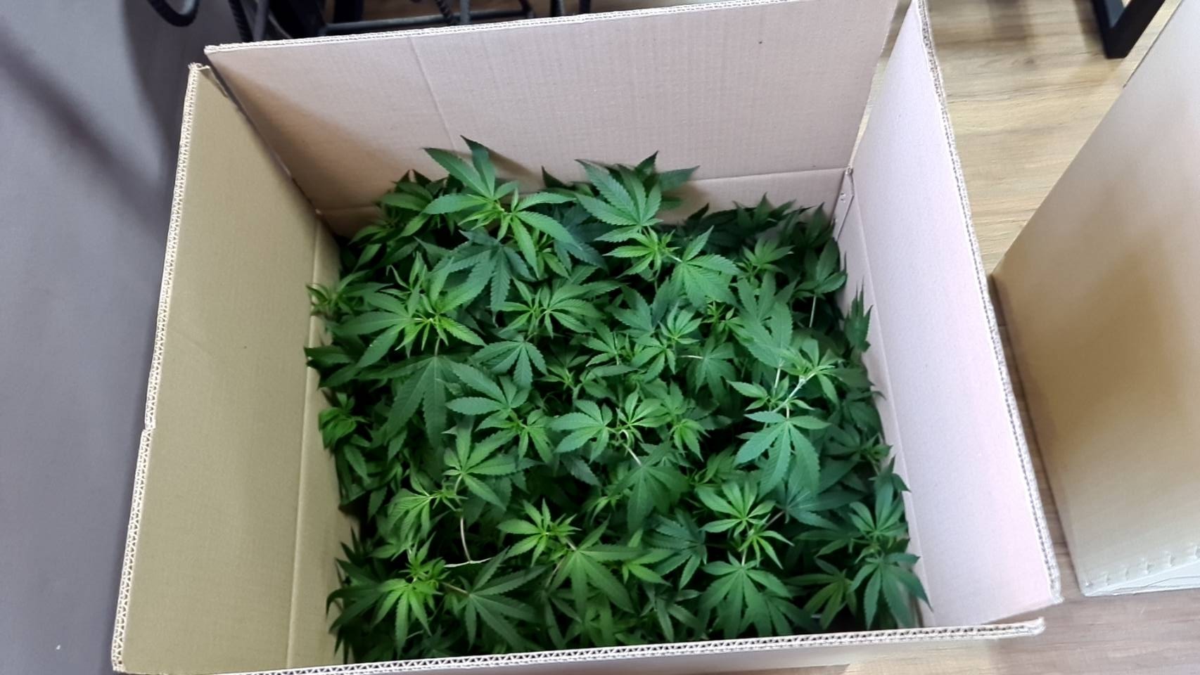 Plant box 2