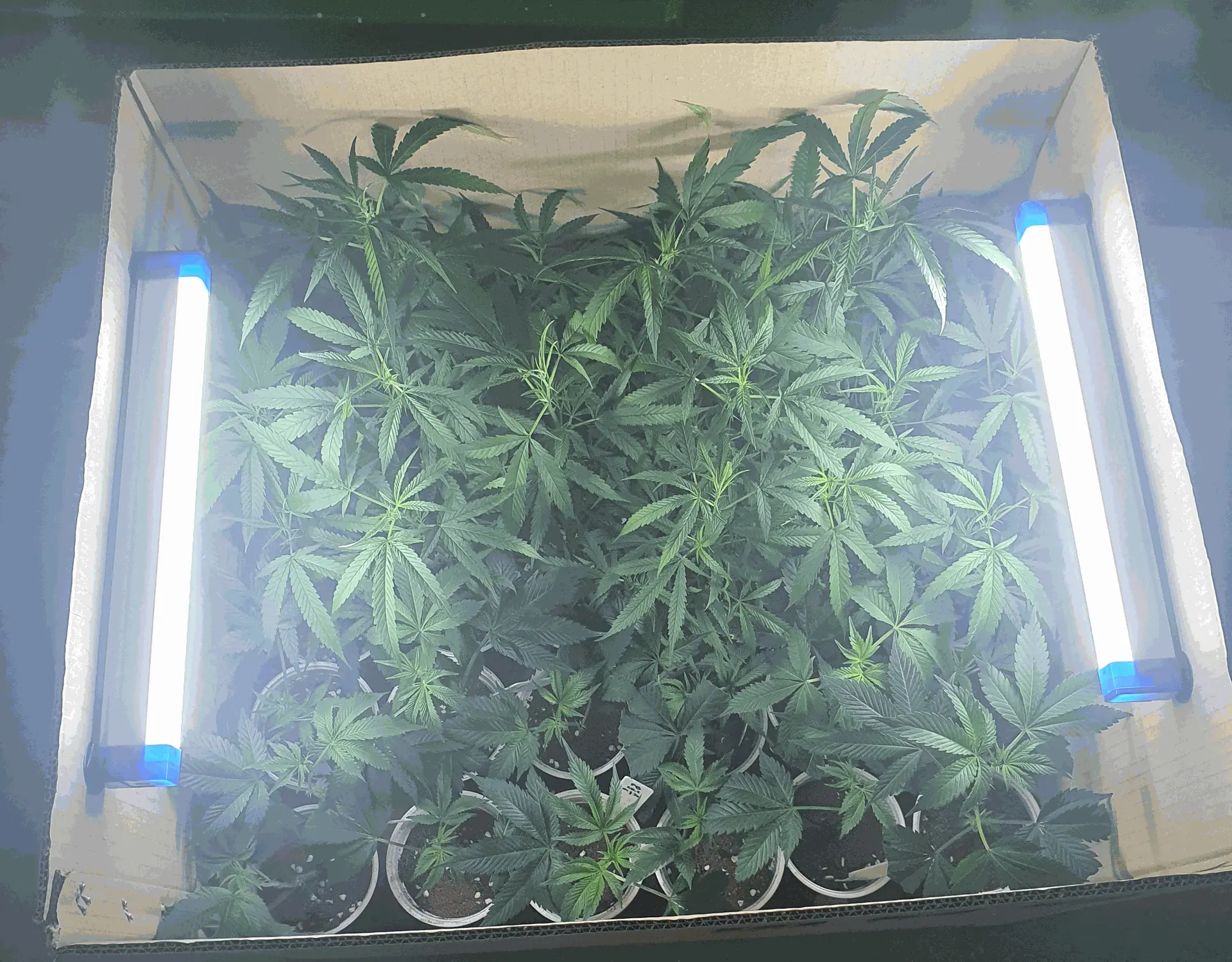 box of plants 2